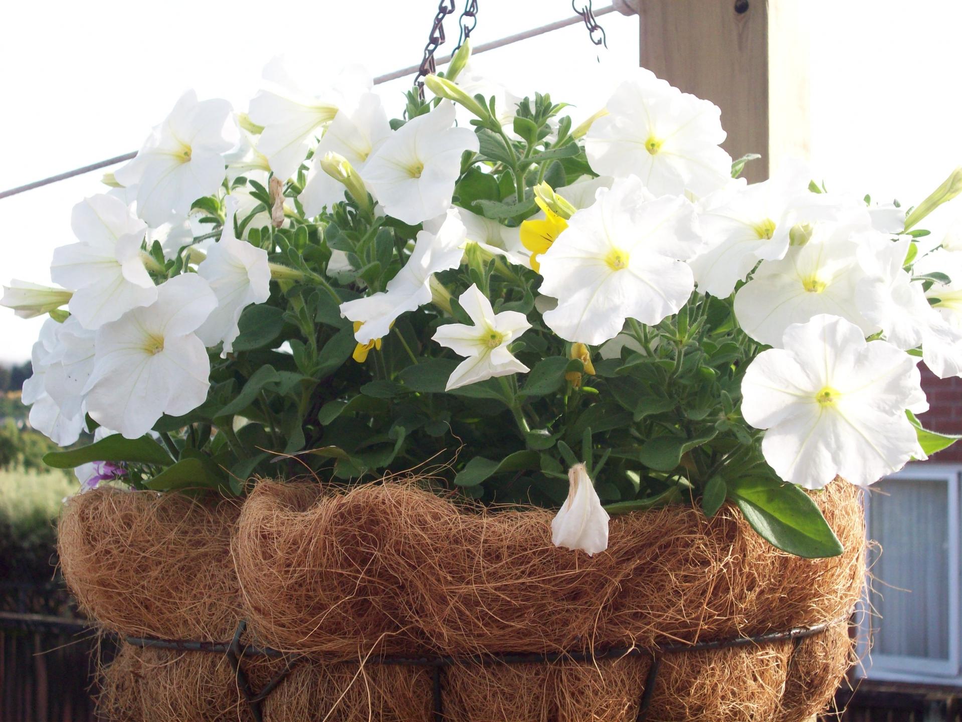 hanging basket flowers white flowers free photo