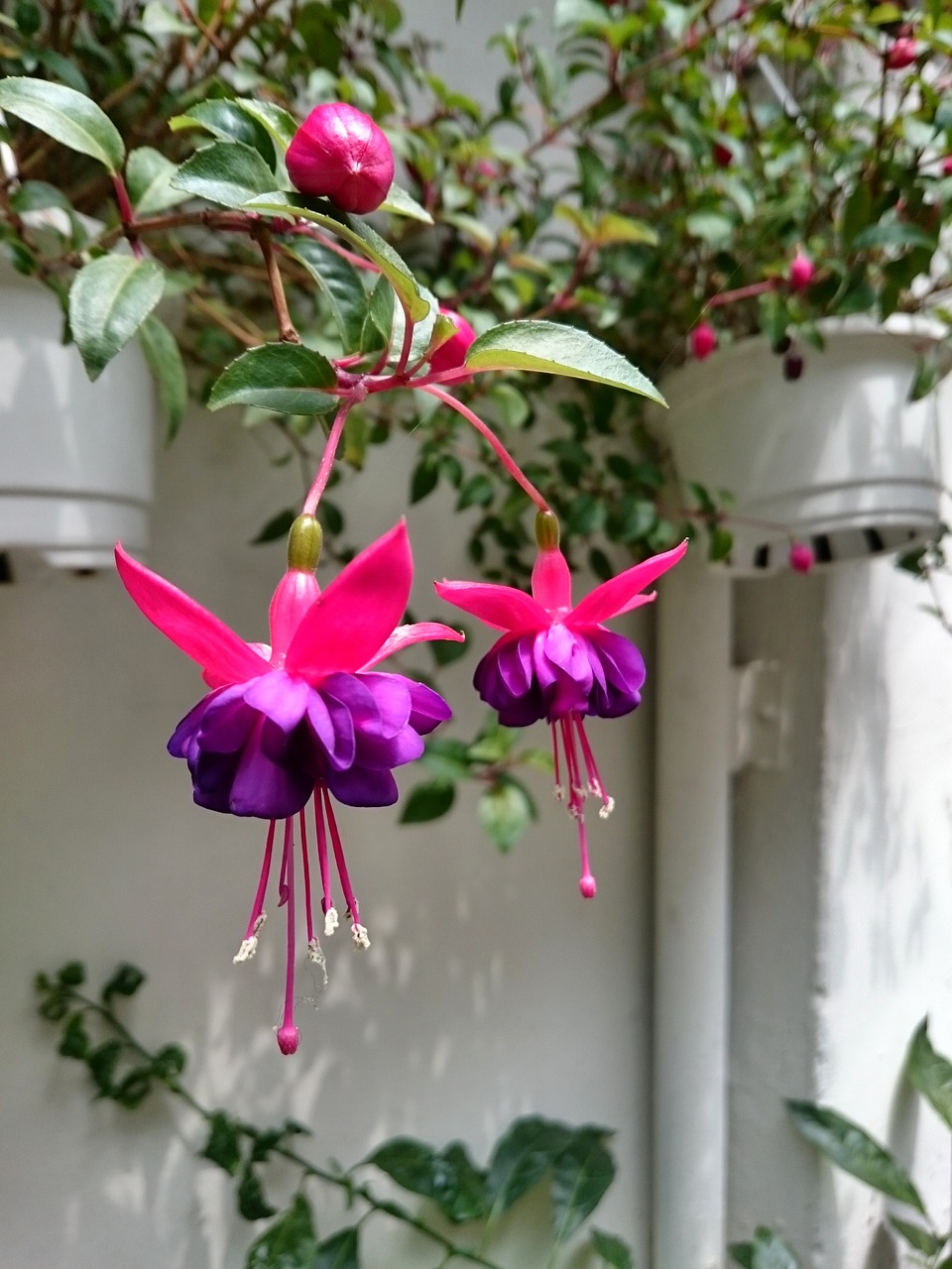 hanging clock flower purple flower free photo