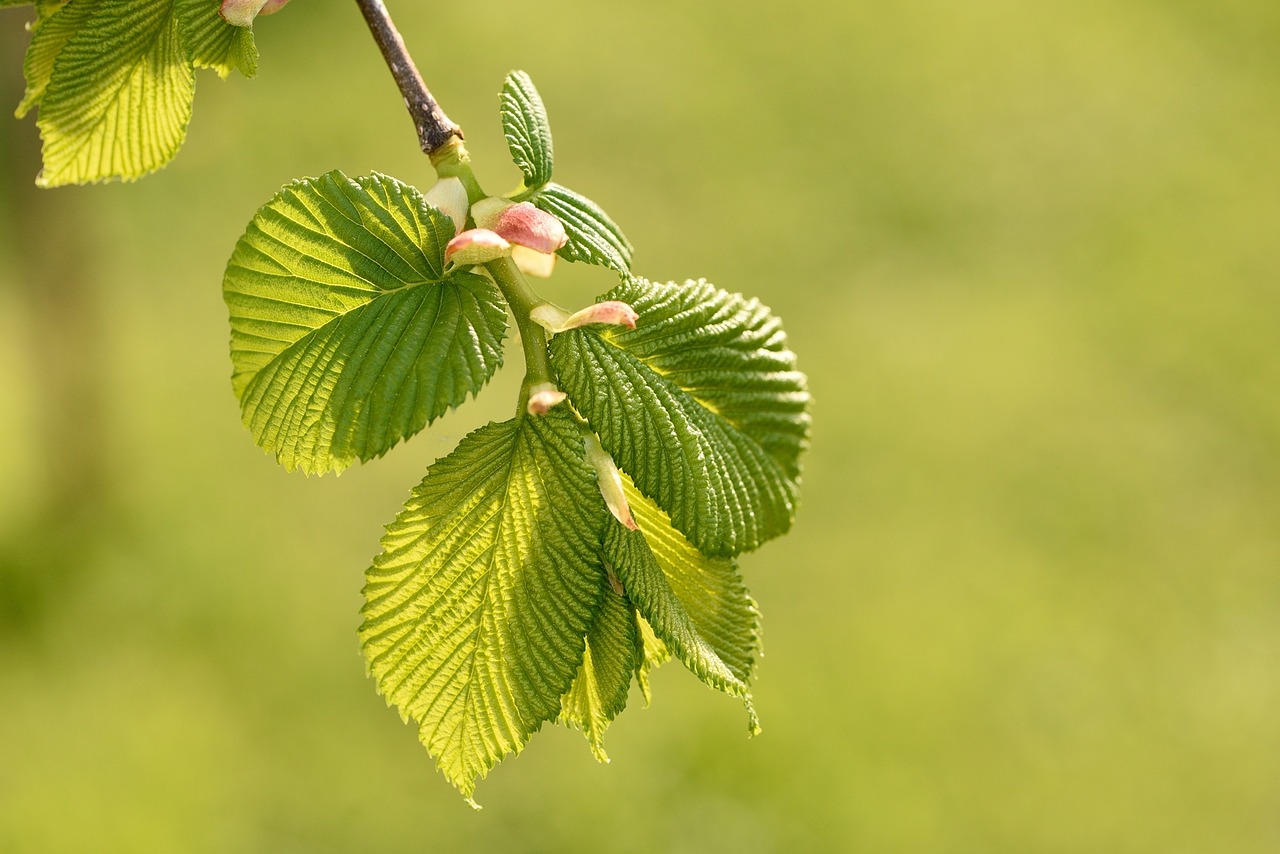 hanging elm leaves green free photo