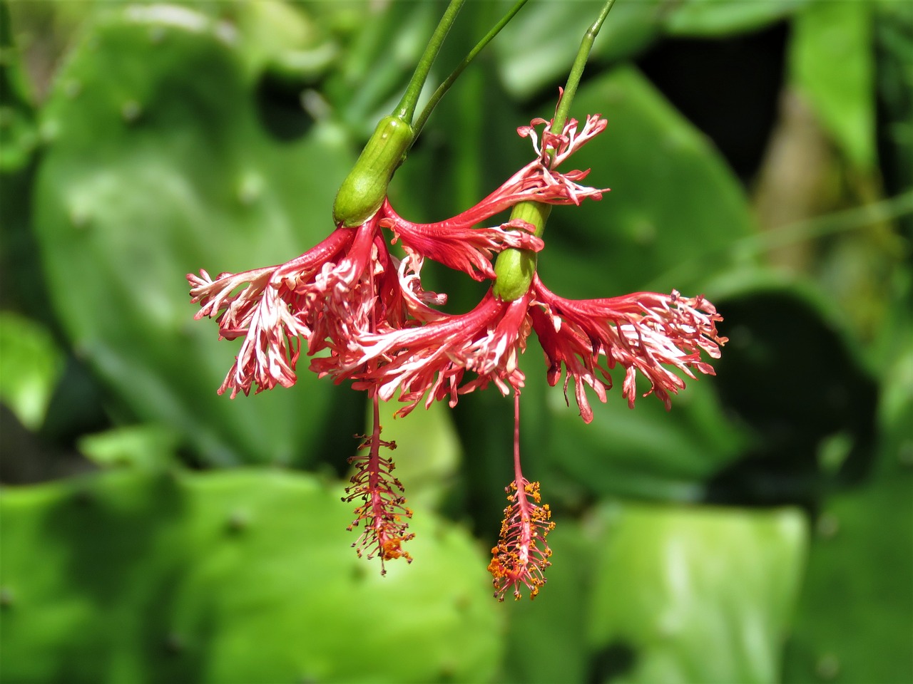 hanging flowers red flower tropical flower free photo