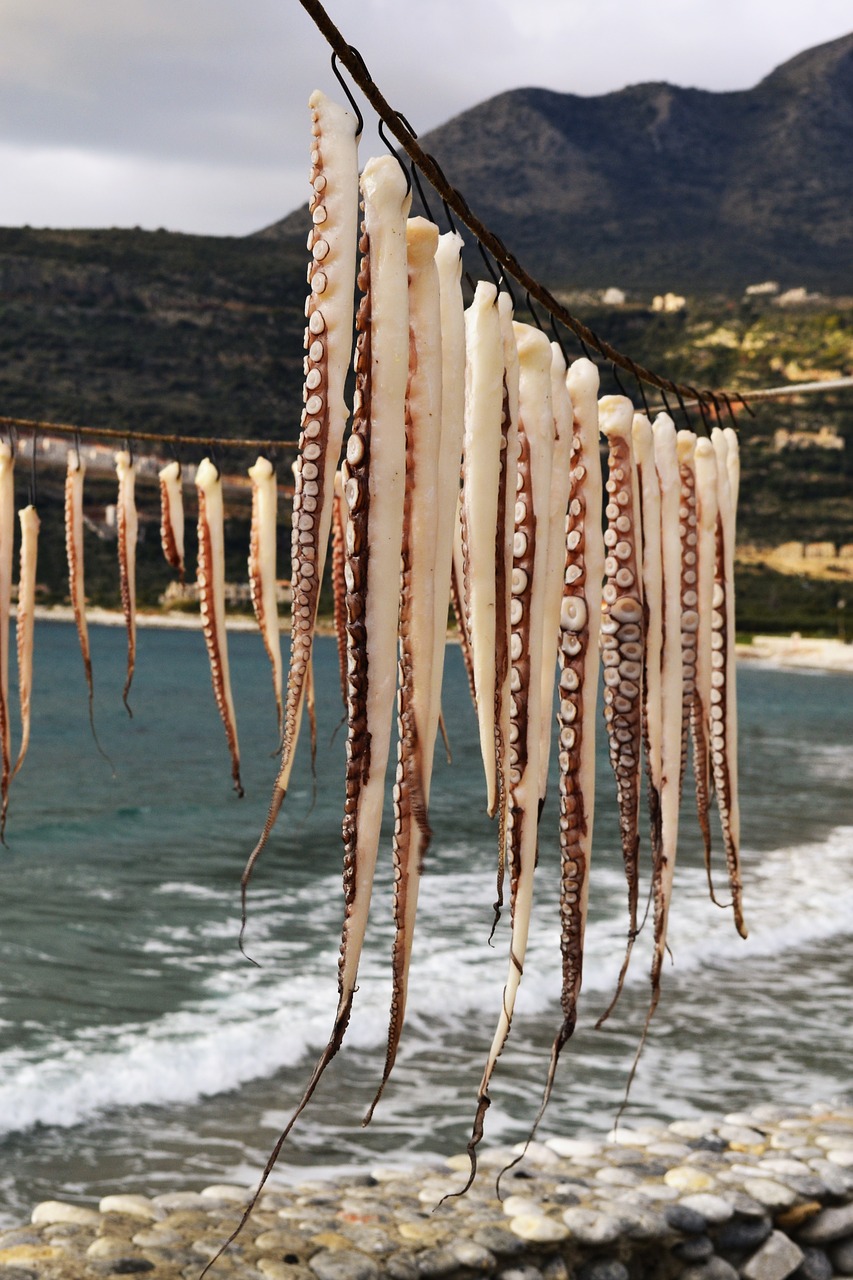 hanging octopus dying seafood free photo