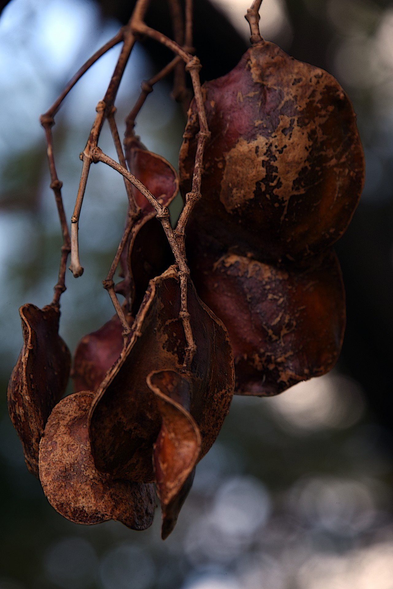 seed pods hang free photo
