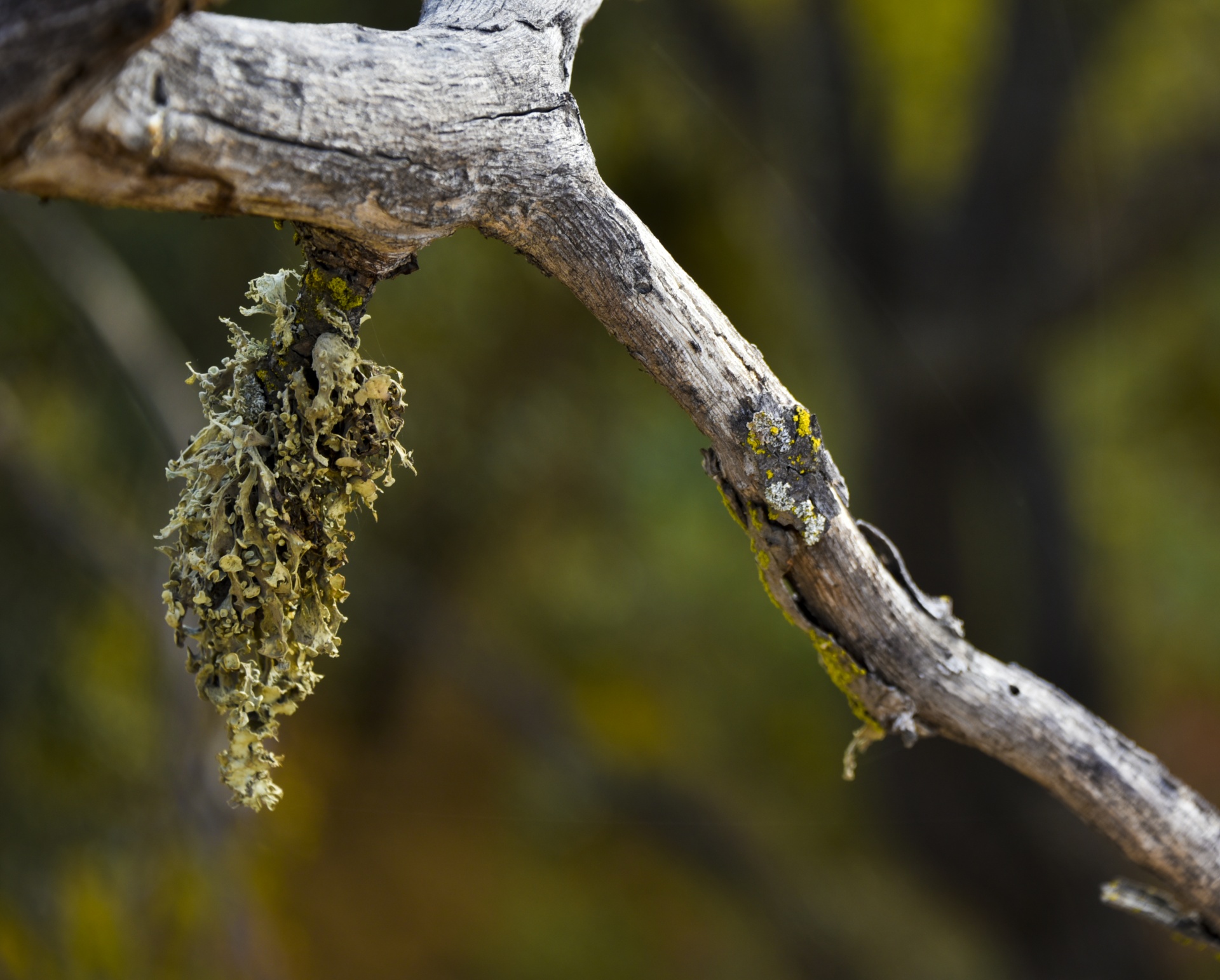 tree moss moss green free photo