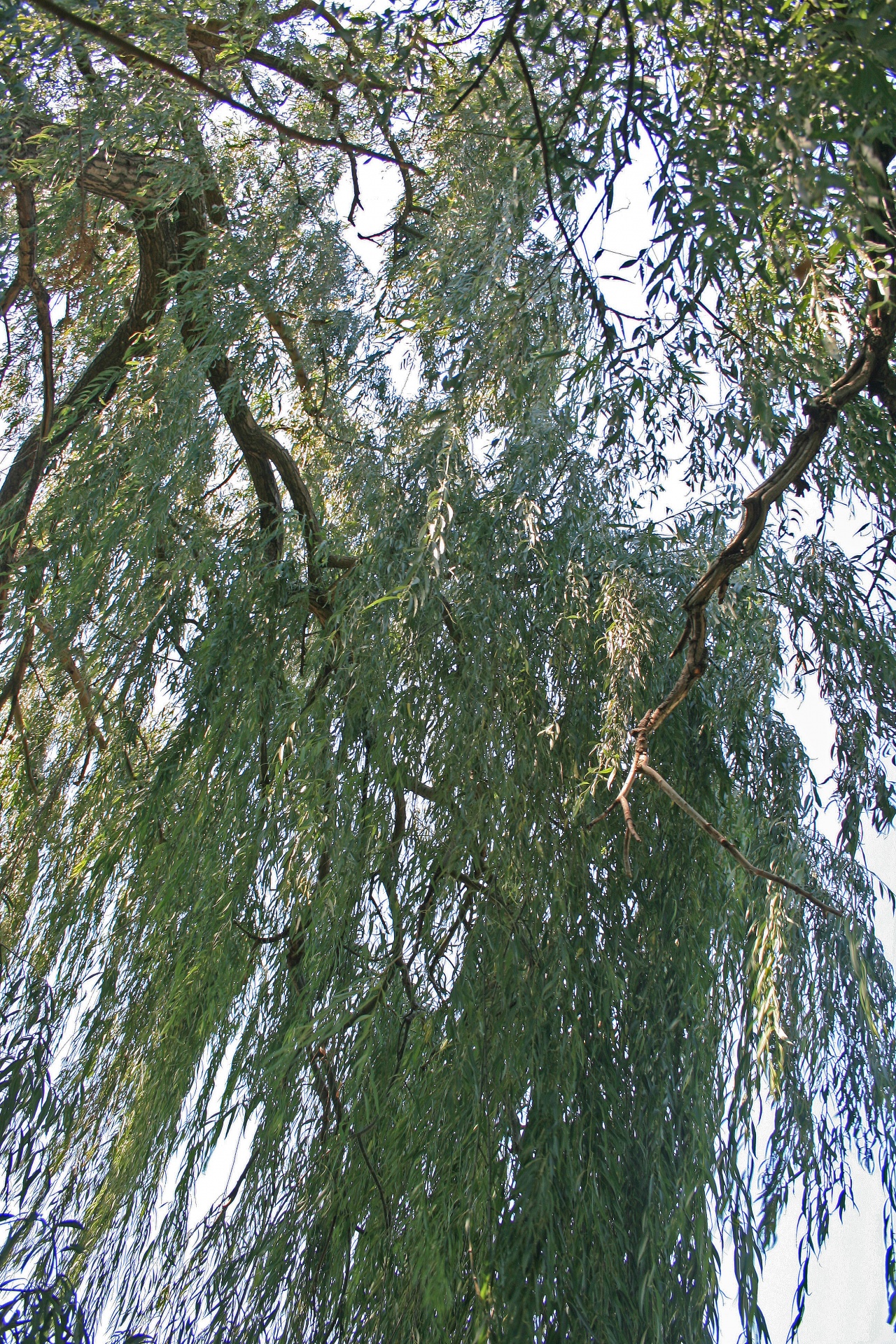 tree willow weeping free photo
