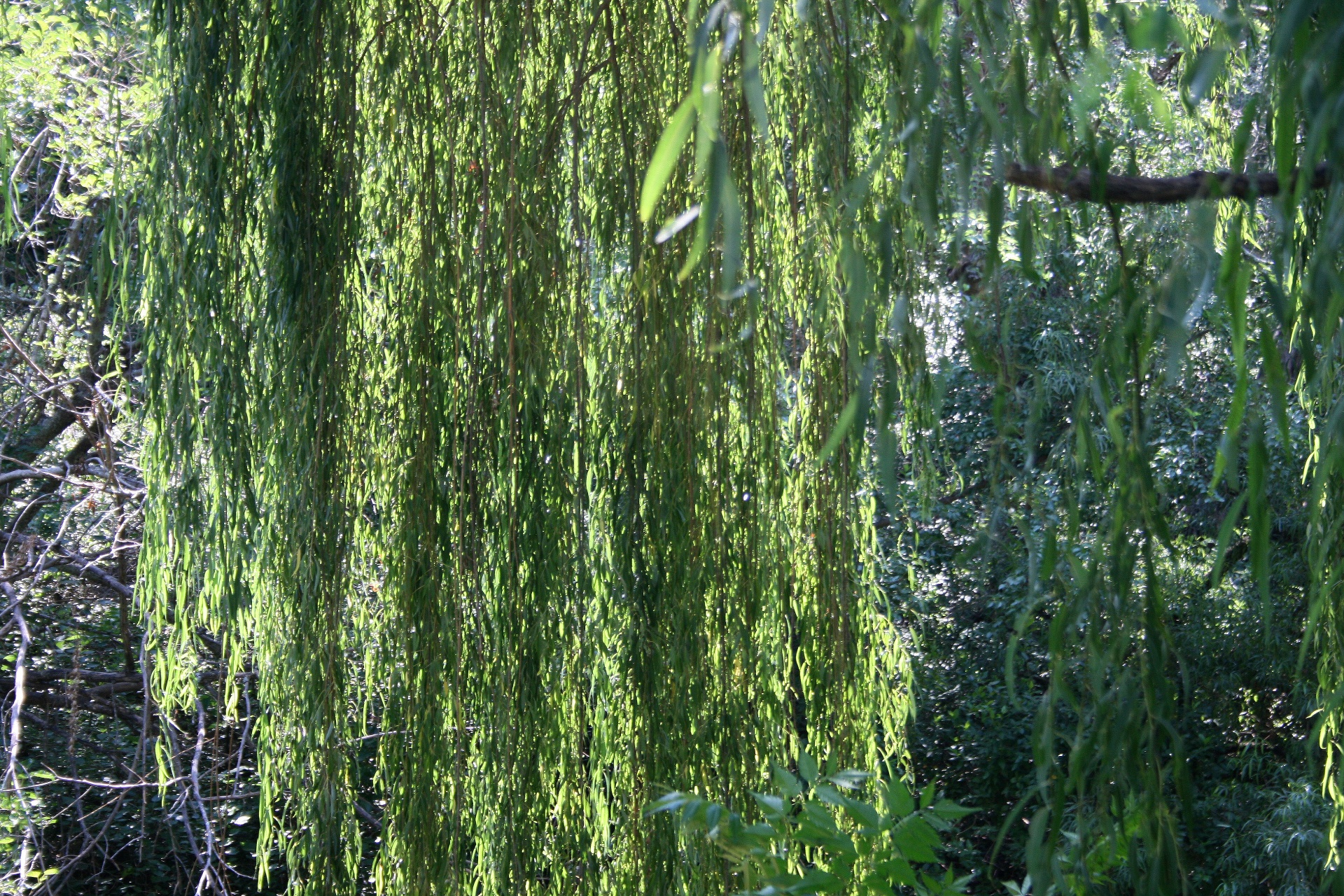 willow tree weeping free photo