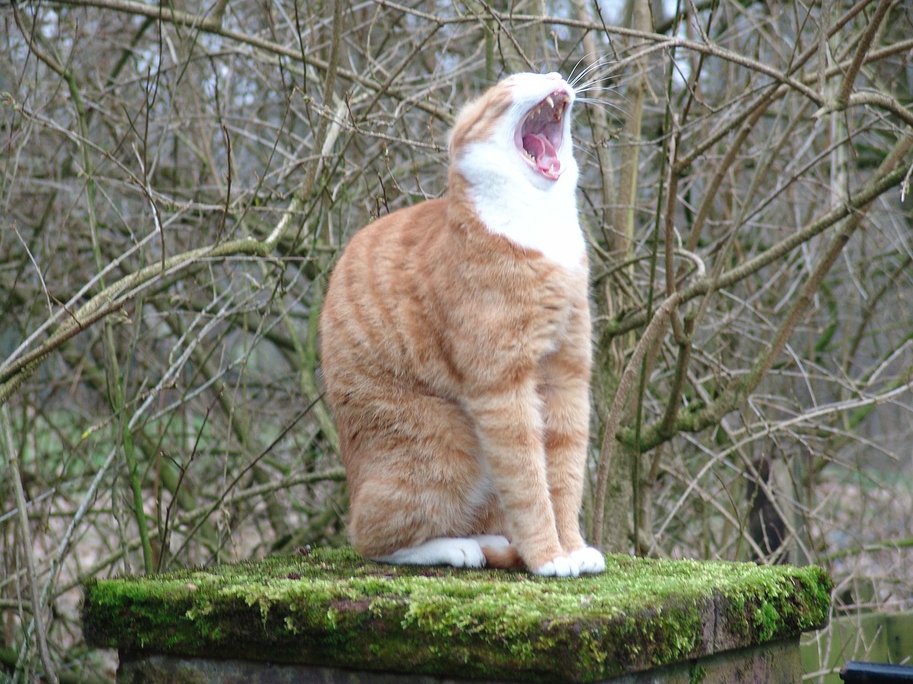 cat yawn free pictures free photo