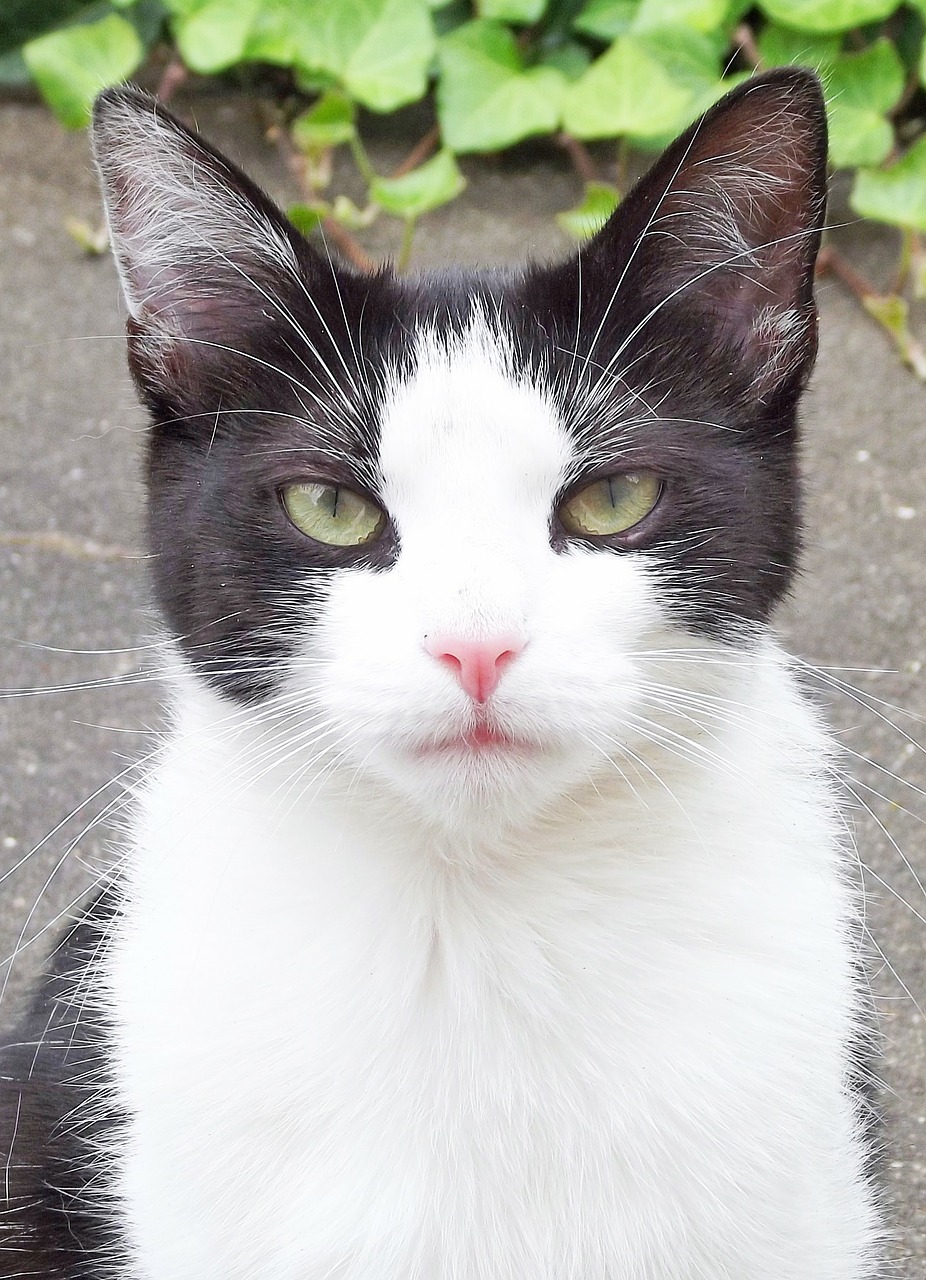 cat domestic cat outdoor free photo