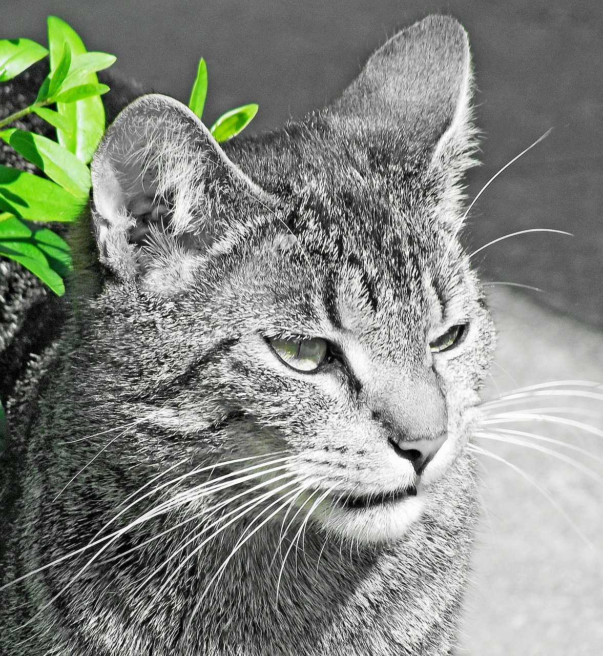 cat black and white green leaves free photo