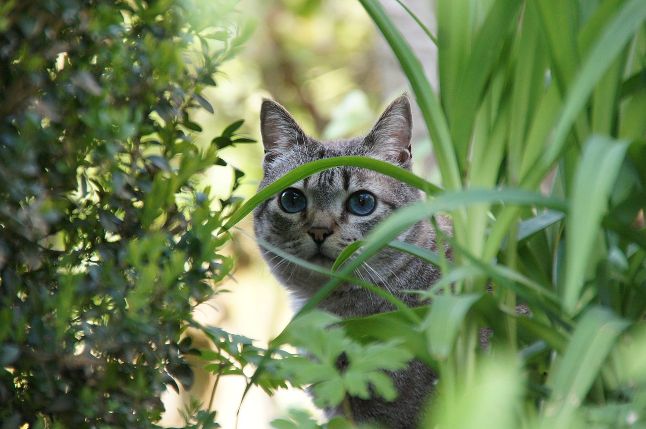 cat animal garden free photo