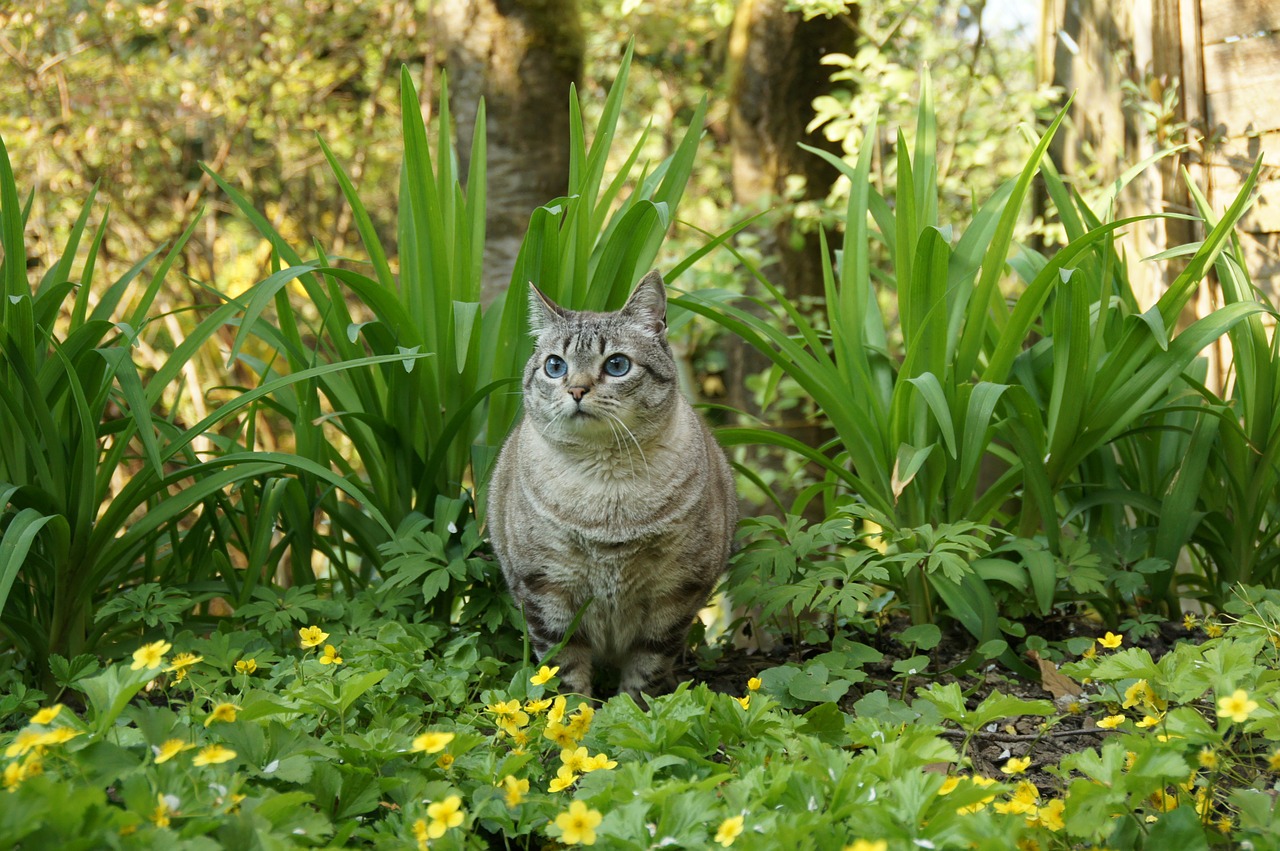 cat animal garden free photo