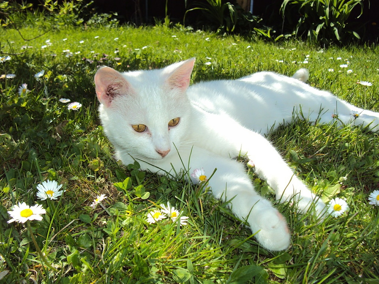 cat white pet free photo