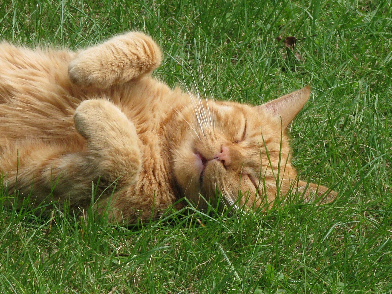 cat ginger relax free photo