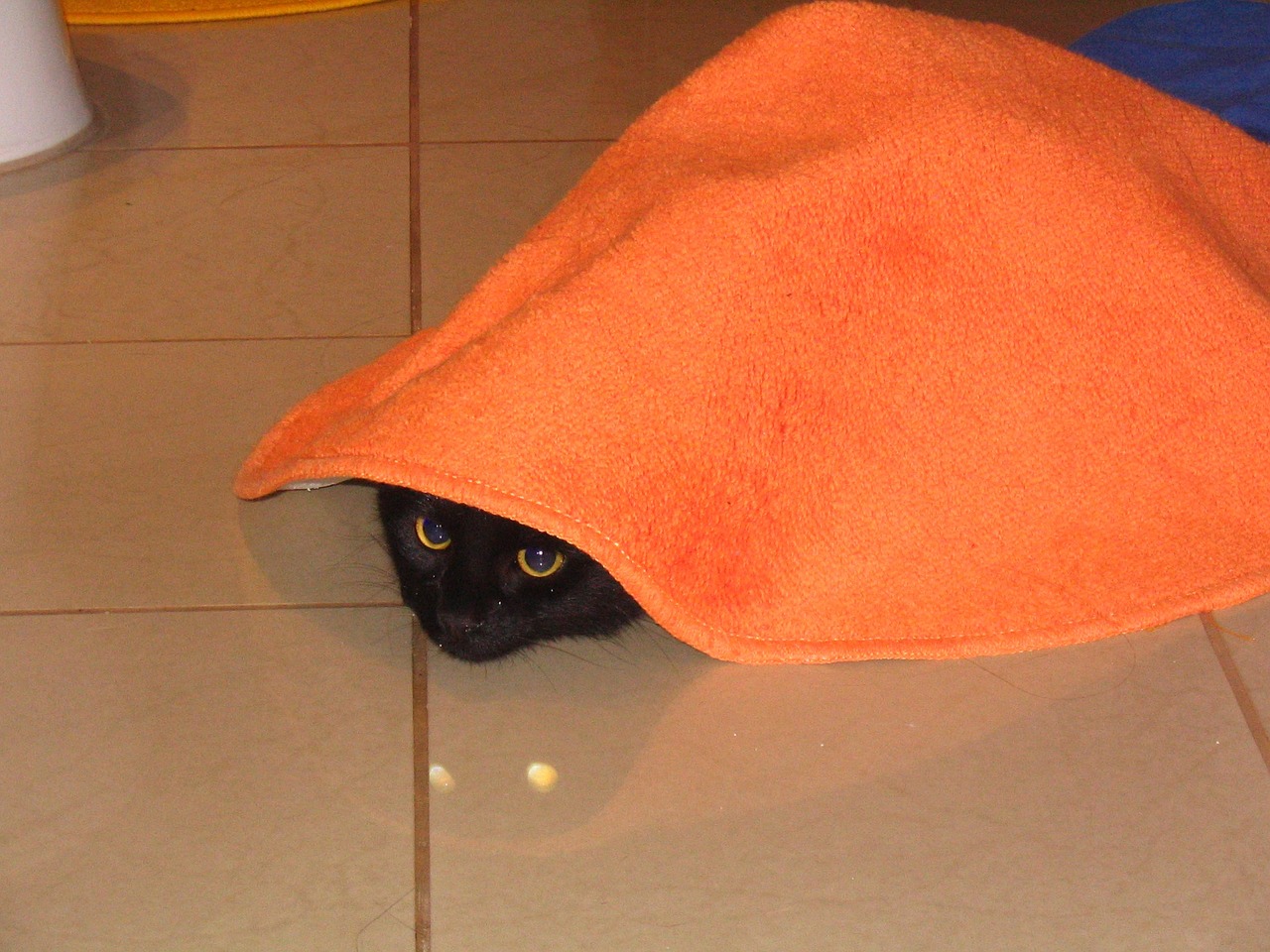 cat carpet hiding place free photo