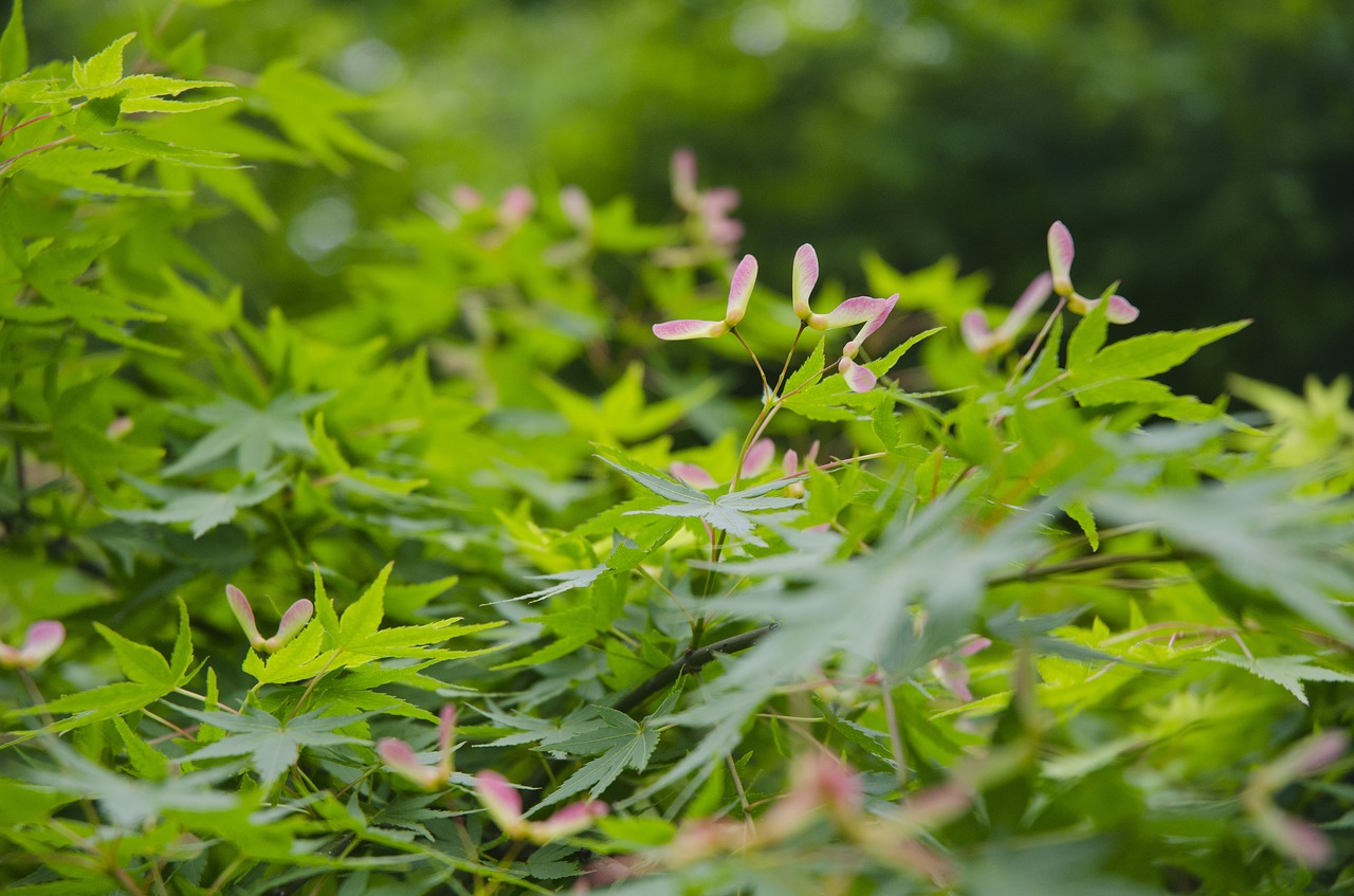 hangzhou  spring  maple free photo