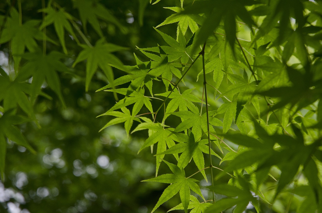 hangzhou  spring  maple free photo