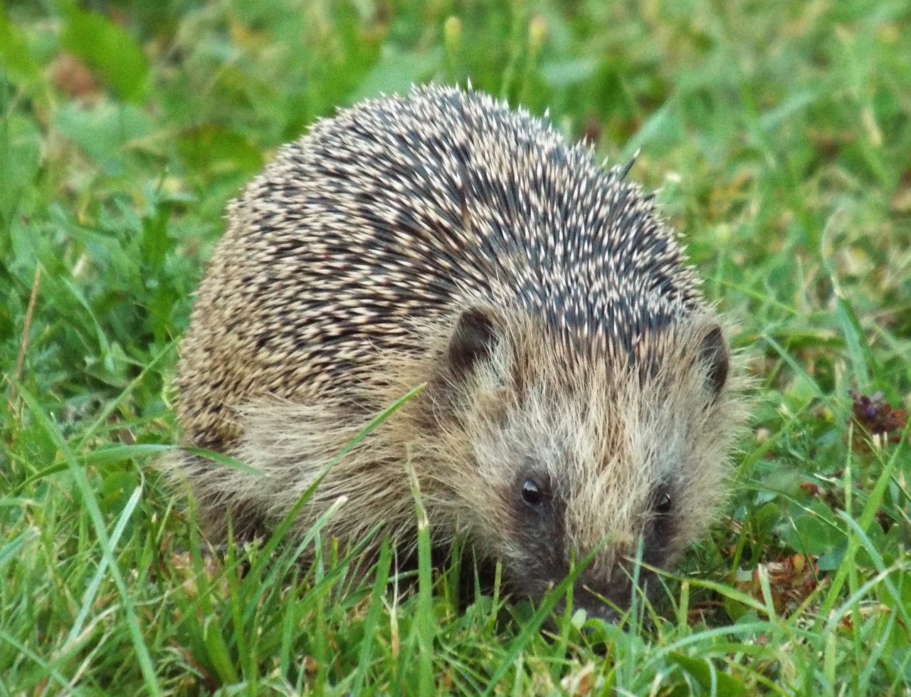 hannah hedgehog prickly free photo