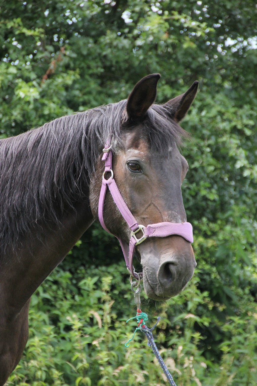 hanoverian mare portrait free photo