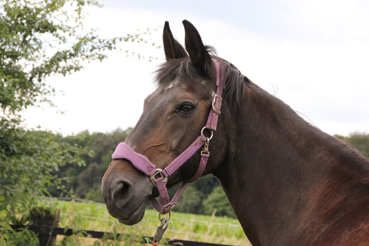 hanoverian westphalian mare free photo