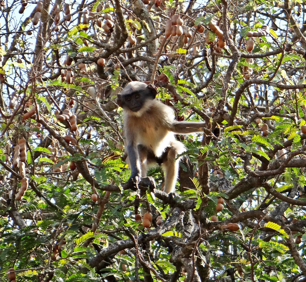 hanuman langur primate free photo