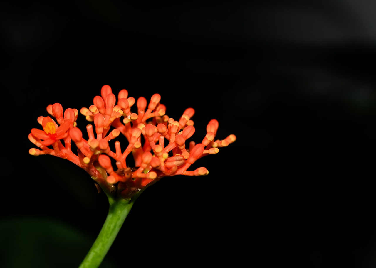 hanuman sitting podium flowers nature free photo