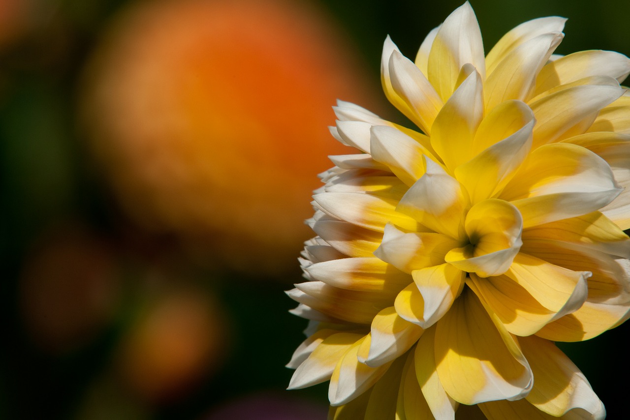 happier dahlia dahlia yellow free photo