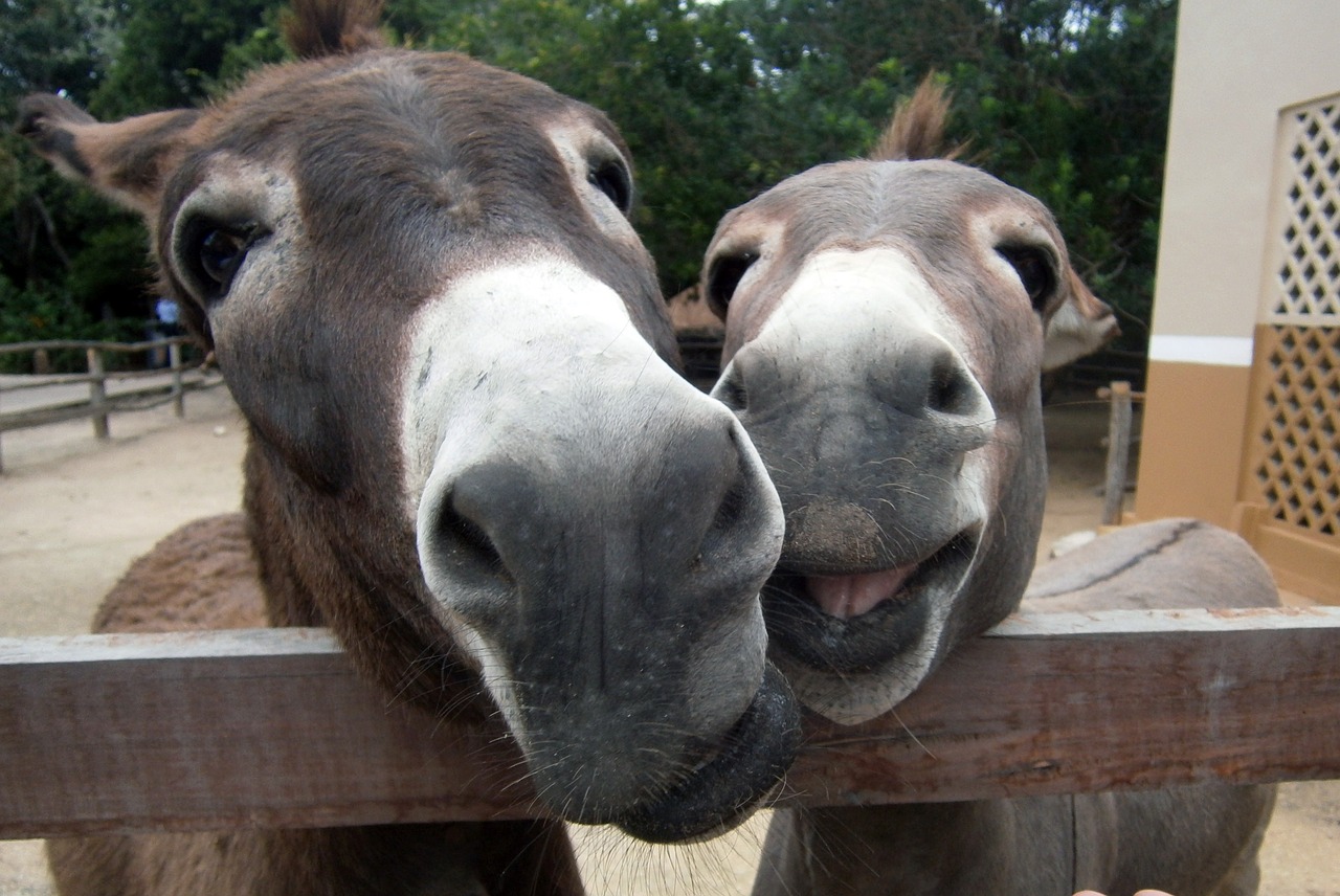 happy donkeys smiles free photo