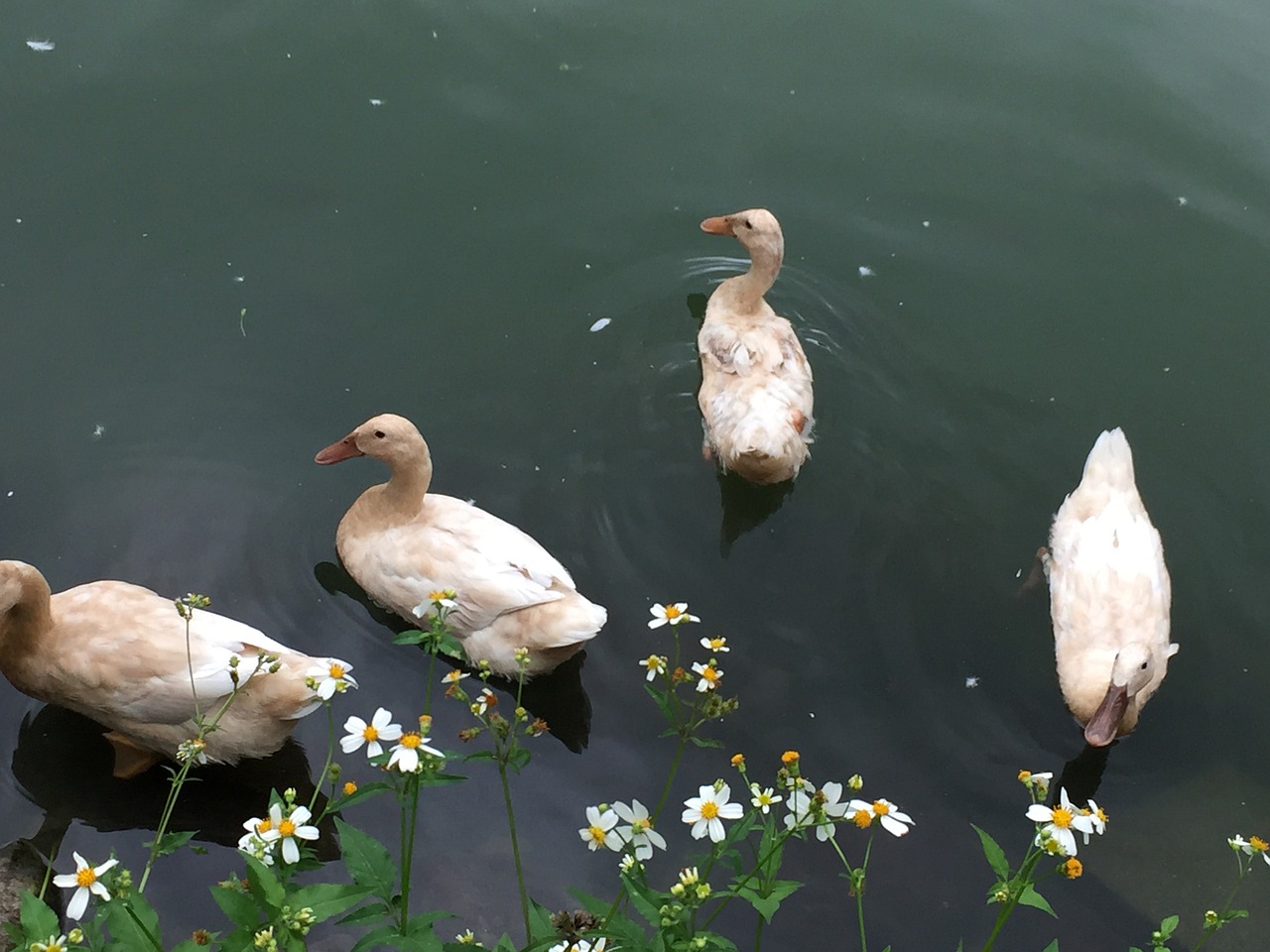 happy duck child lake free photo