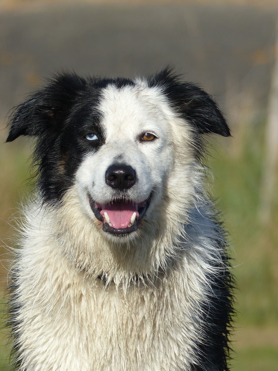 happy face border collie free photo
