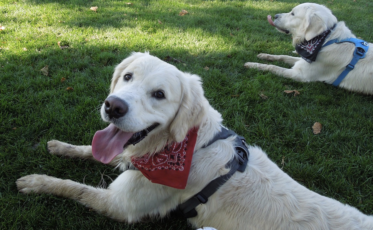 happy dogs golden retrievers free photo