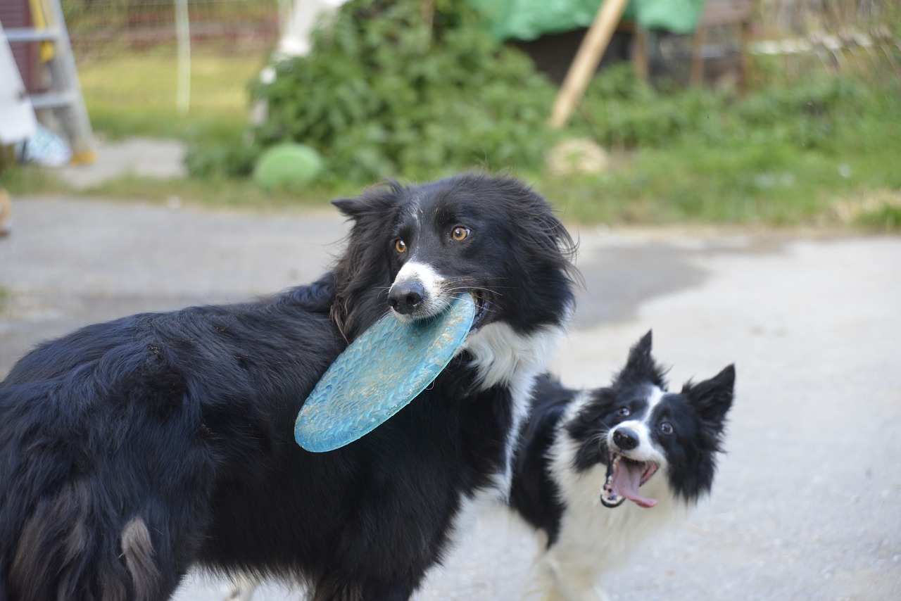 happy  dog  frisbee free photo