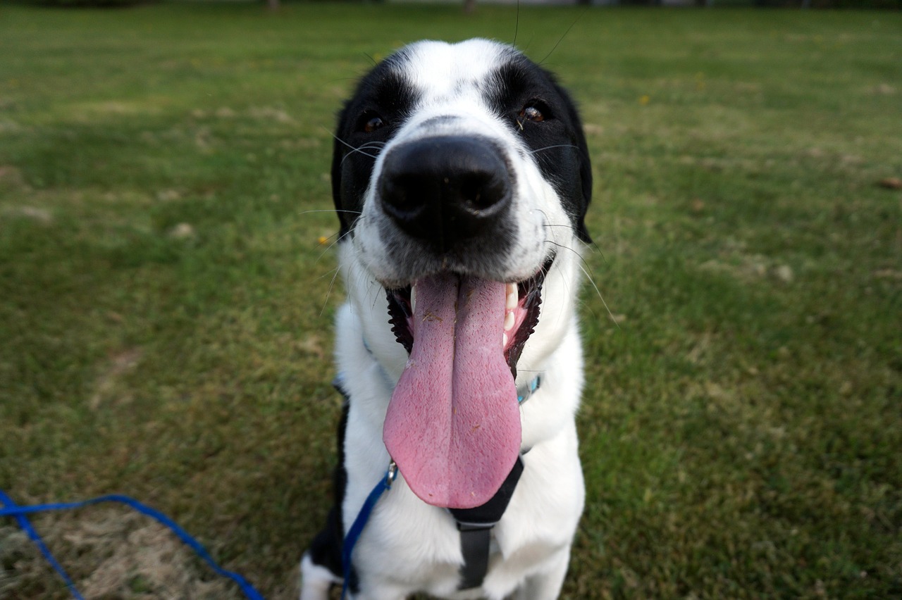 happy dog tongue free photo