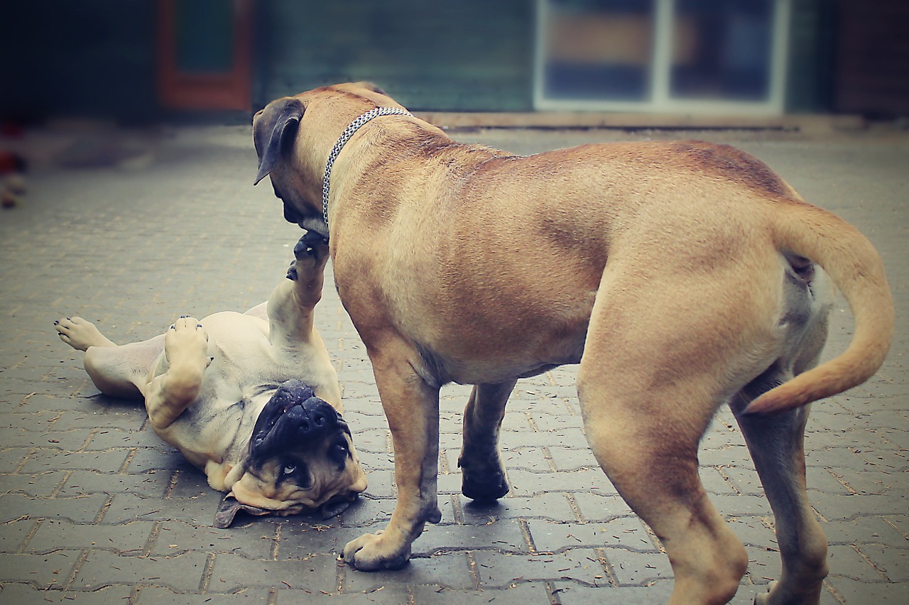 happy dog boerboels free photo