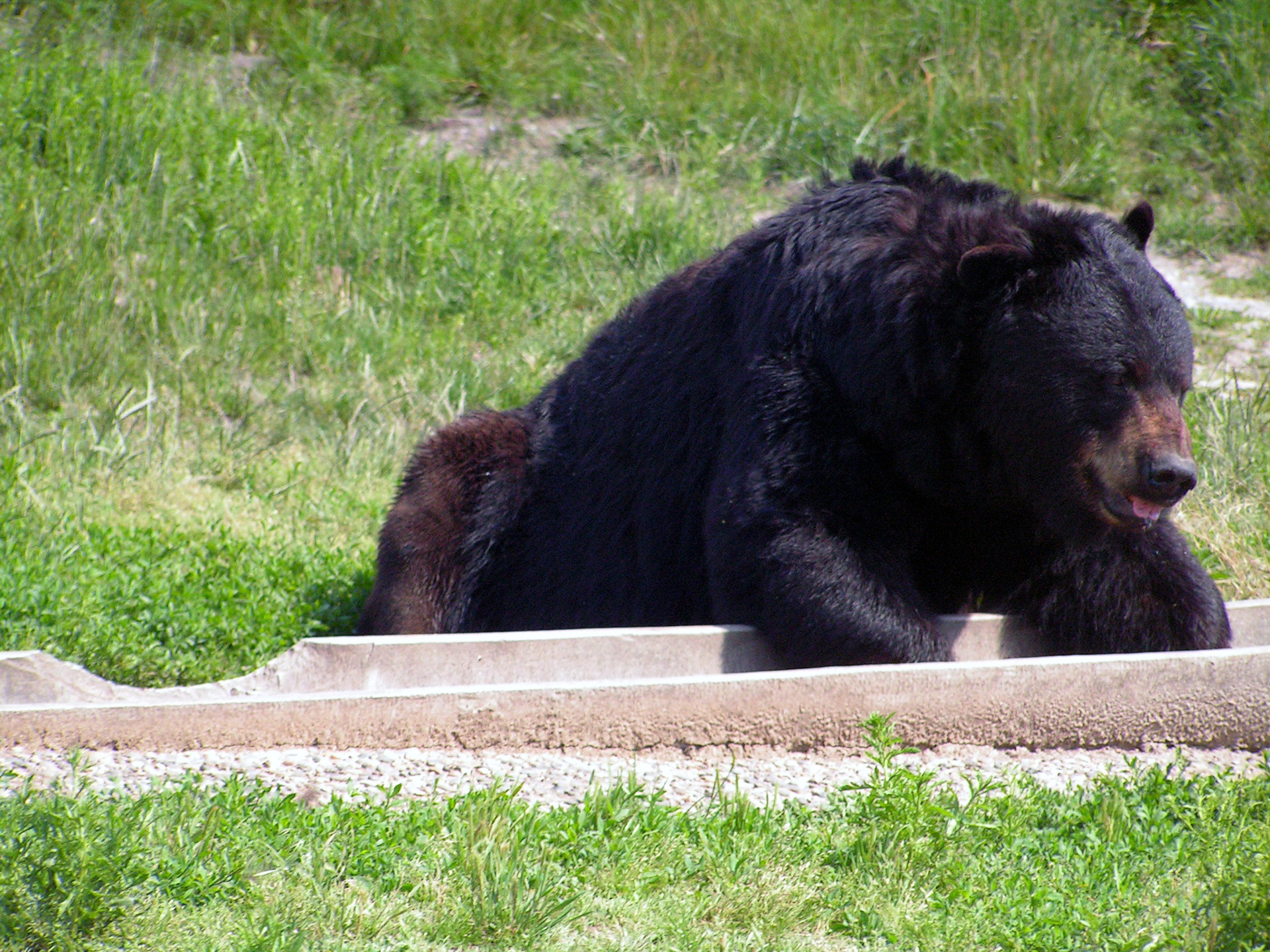 bear brown black free photo