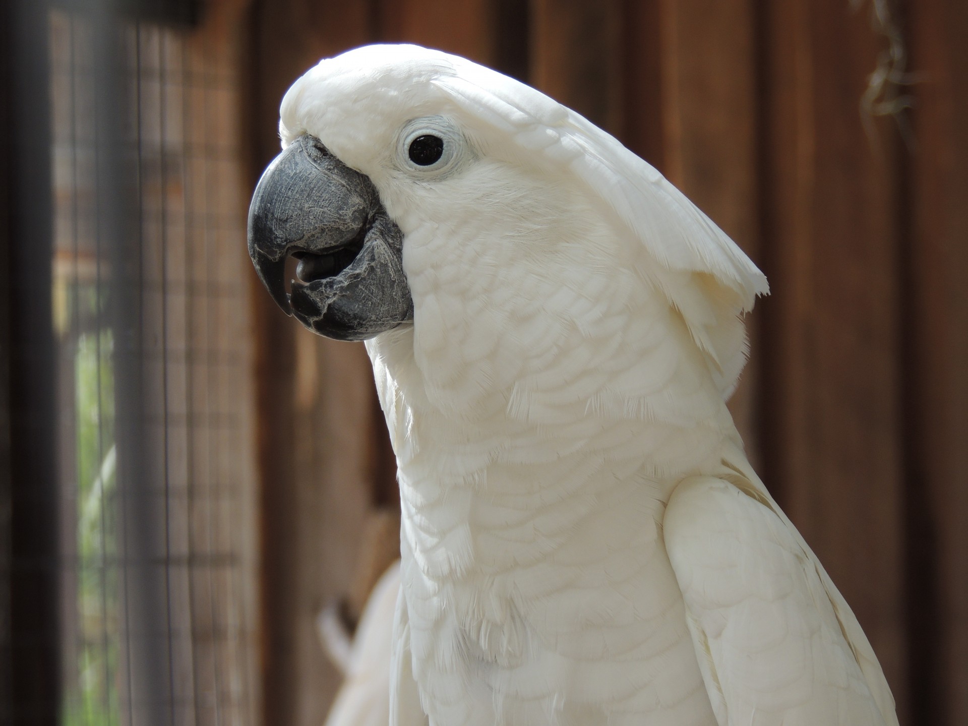 cockatoo feather bird free photo