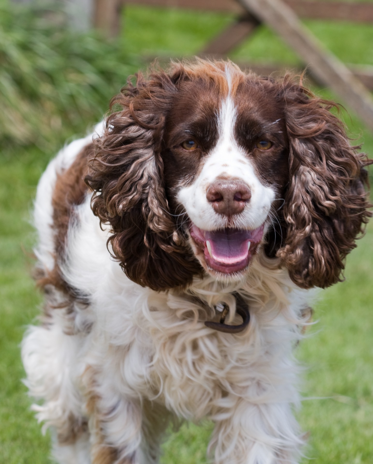 spaniel dog springer free photo