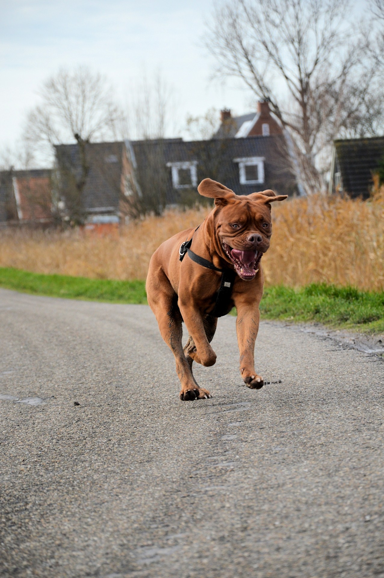 dog bordeaux dog pet free photo