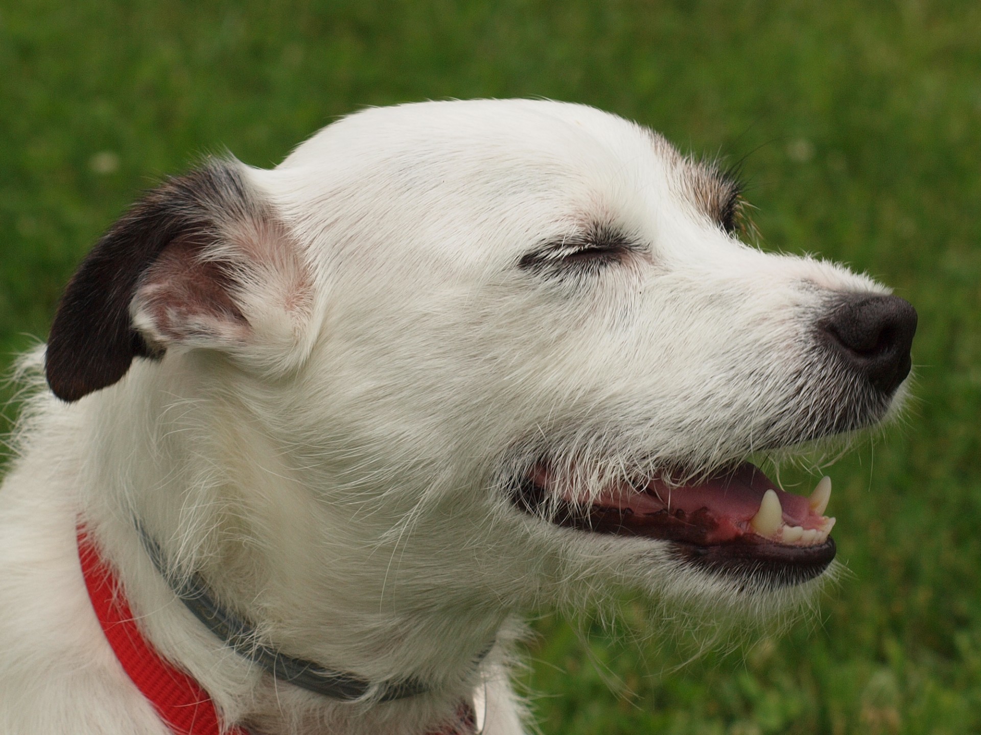 dog happy smiling free photo