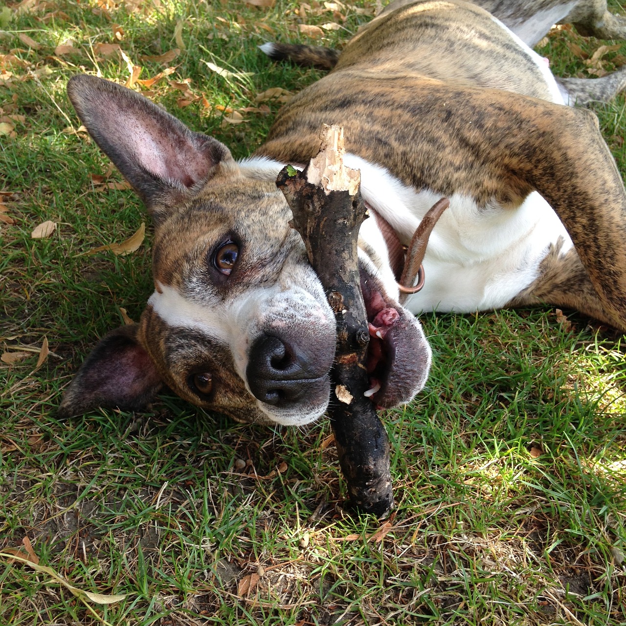 happy dog staffy staffordshire bull terrier free photo