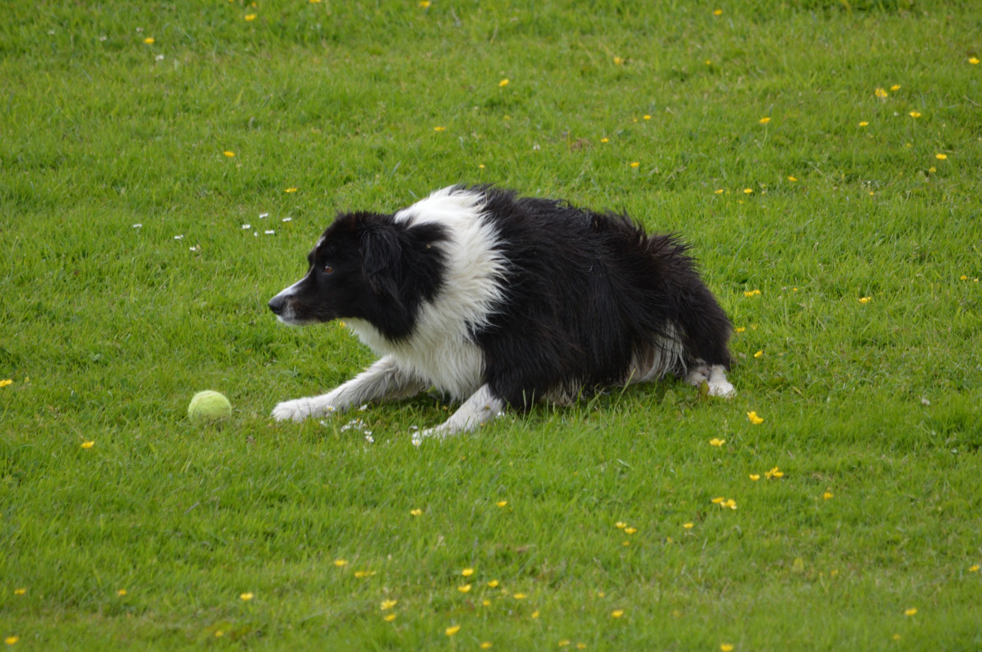 dog pet ball free photo