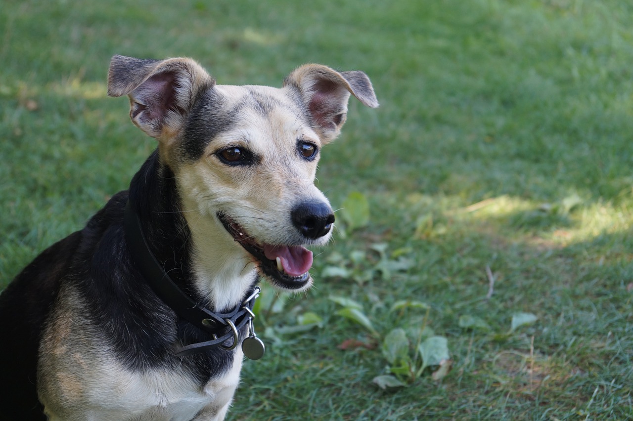 happy dog blend dachshund free photo