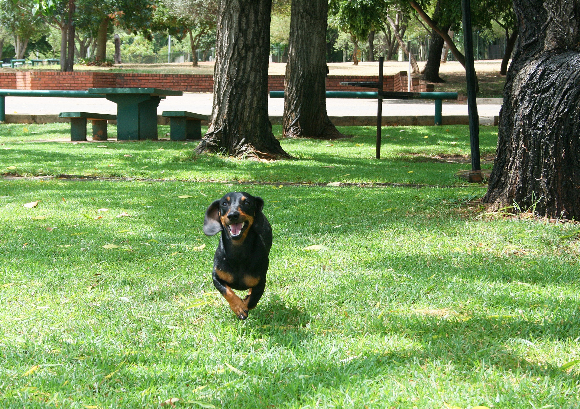 grass lawn green free photo