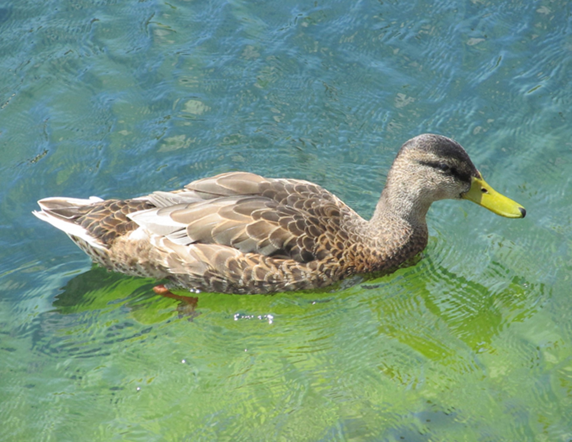 duck relaxing nature free photo