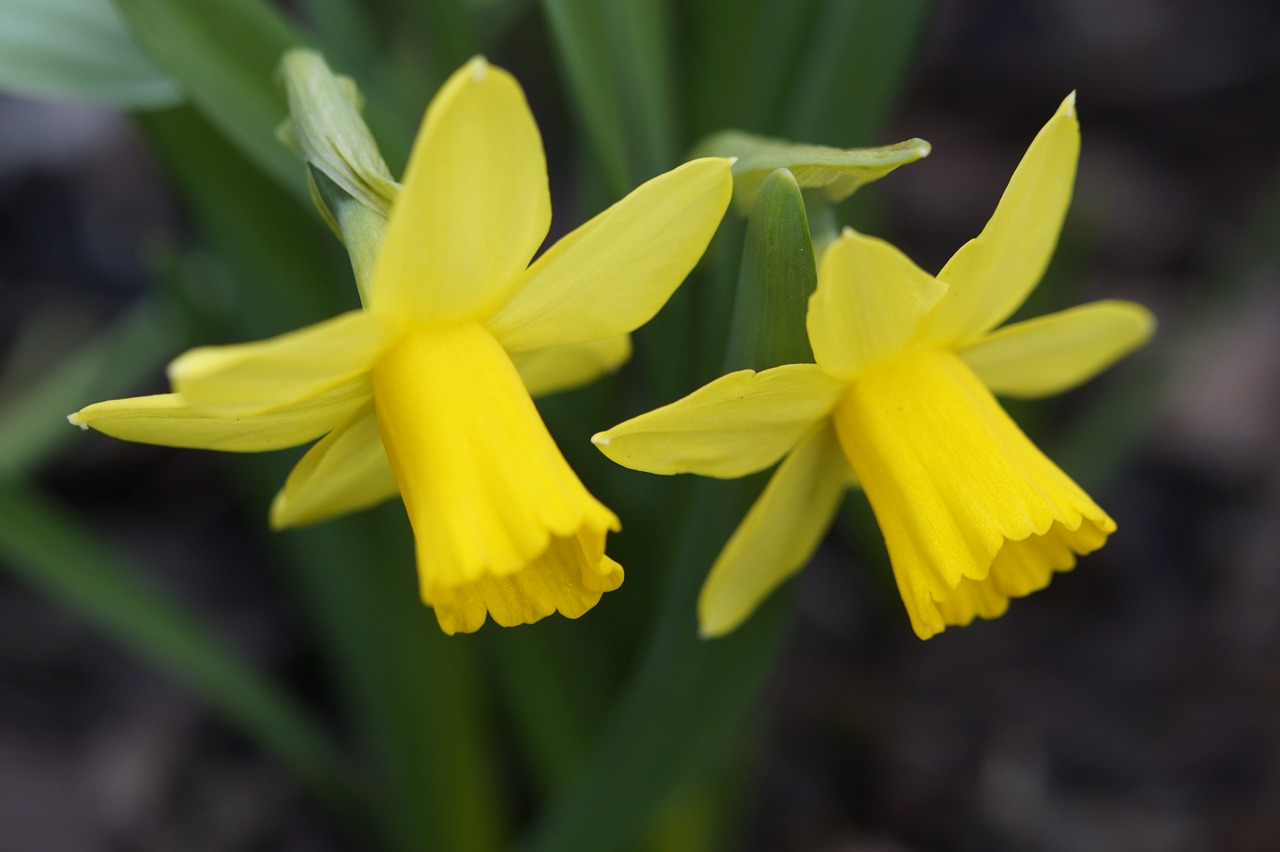 happy easter osterglocken daffodils free photo