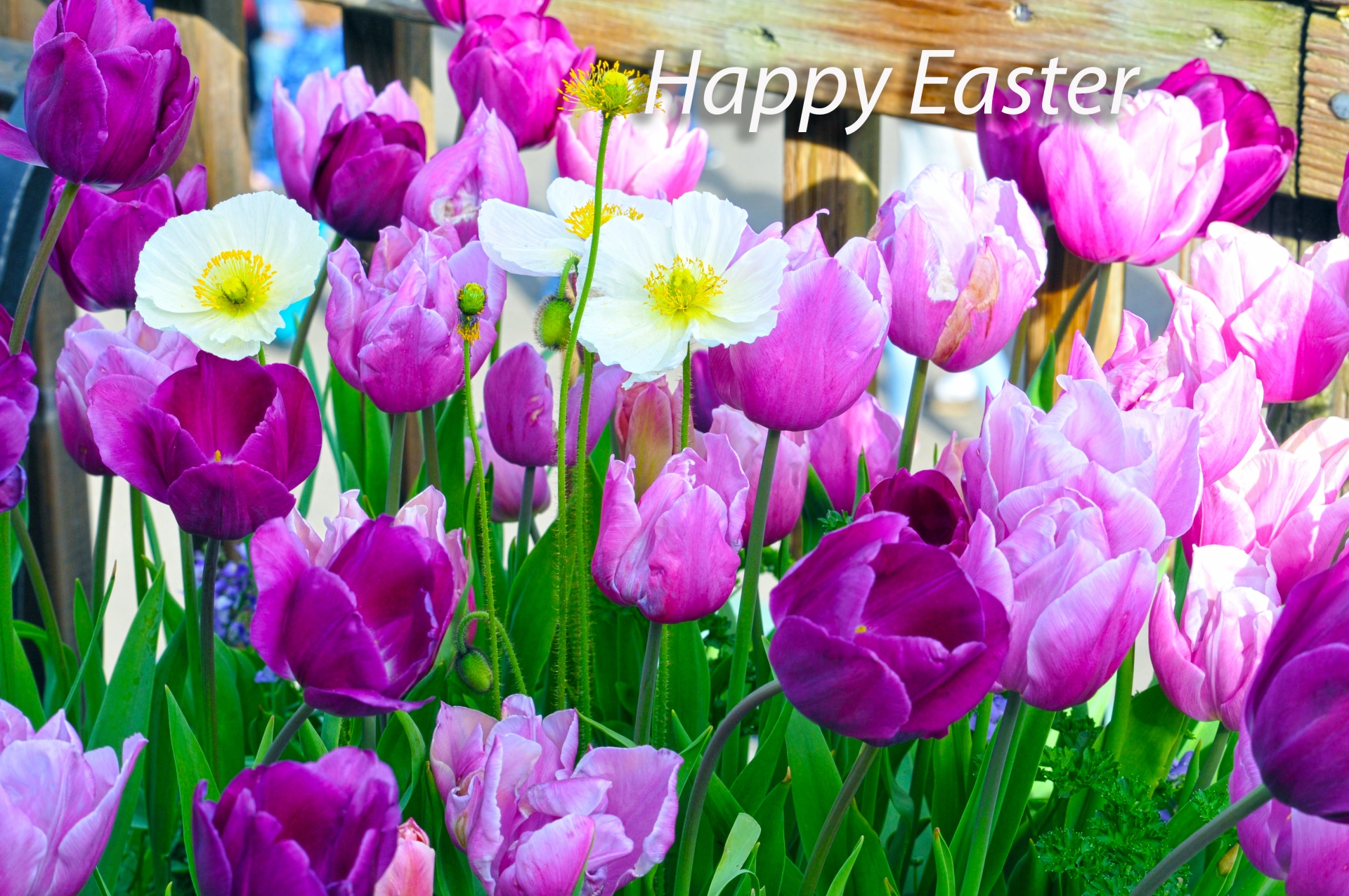 easter tulips flowers free photo