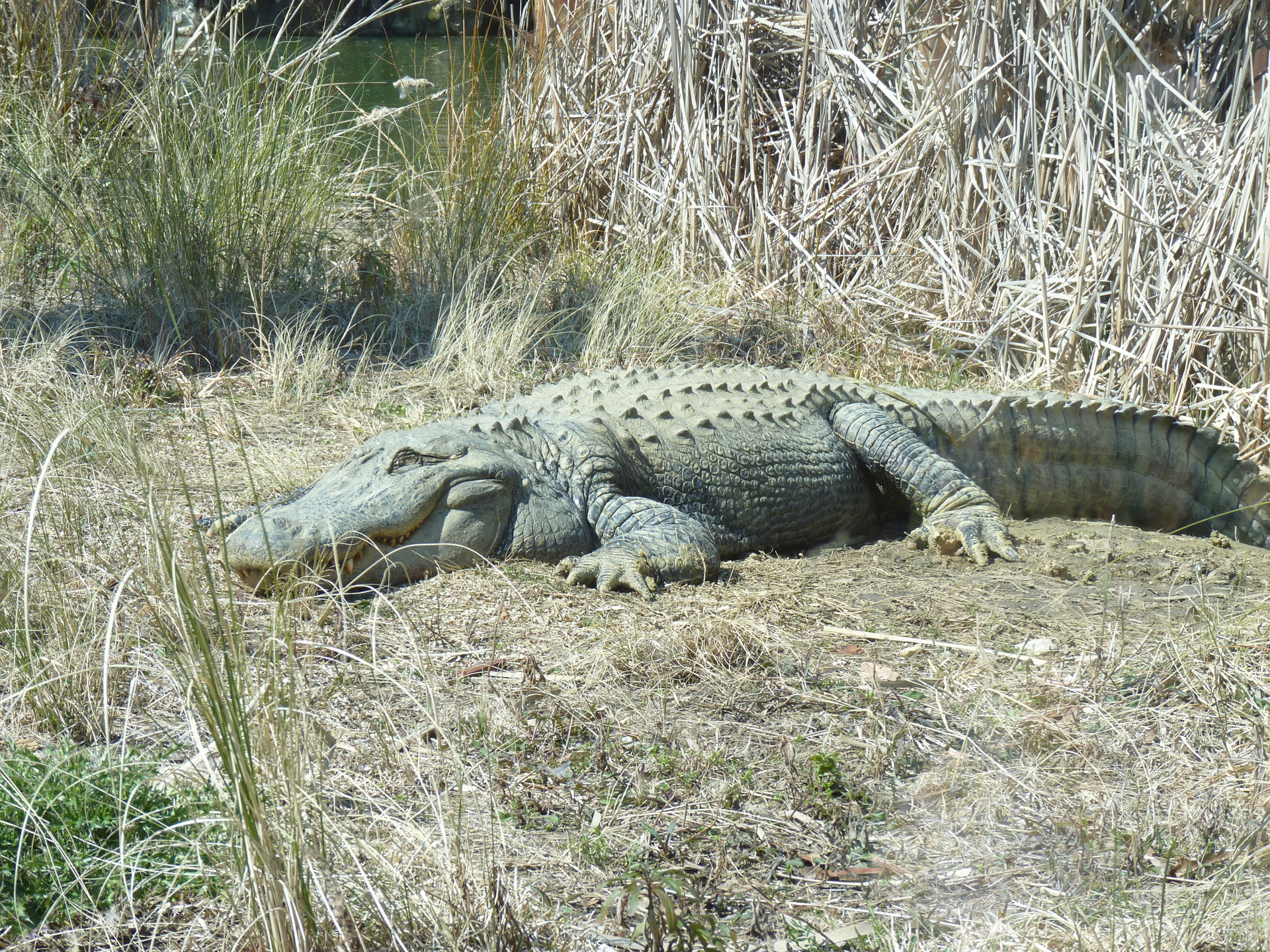 happy alligator grass free photo