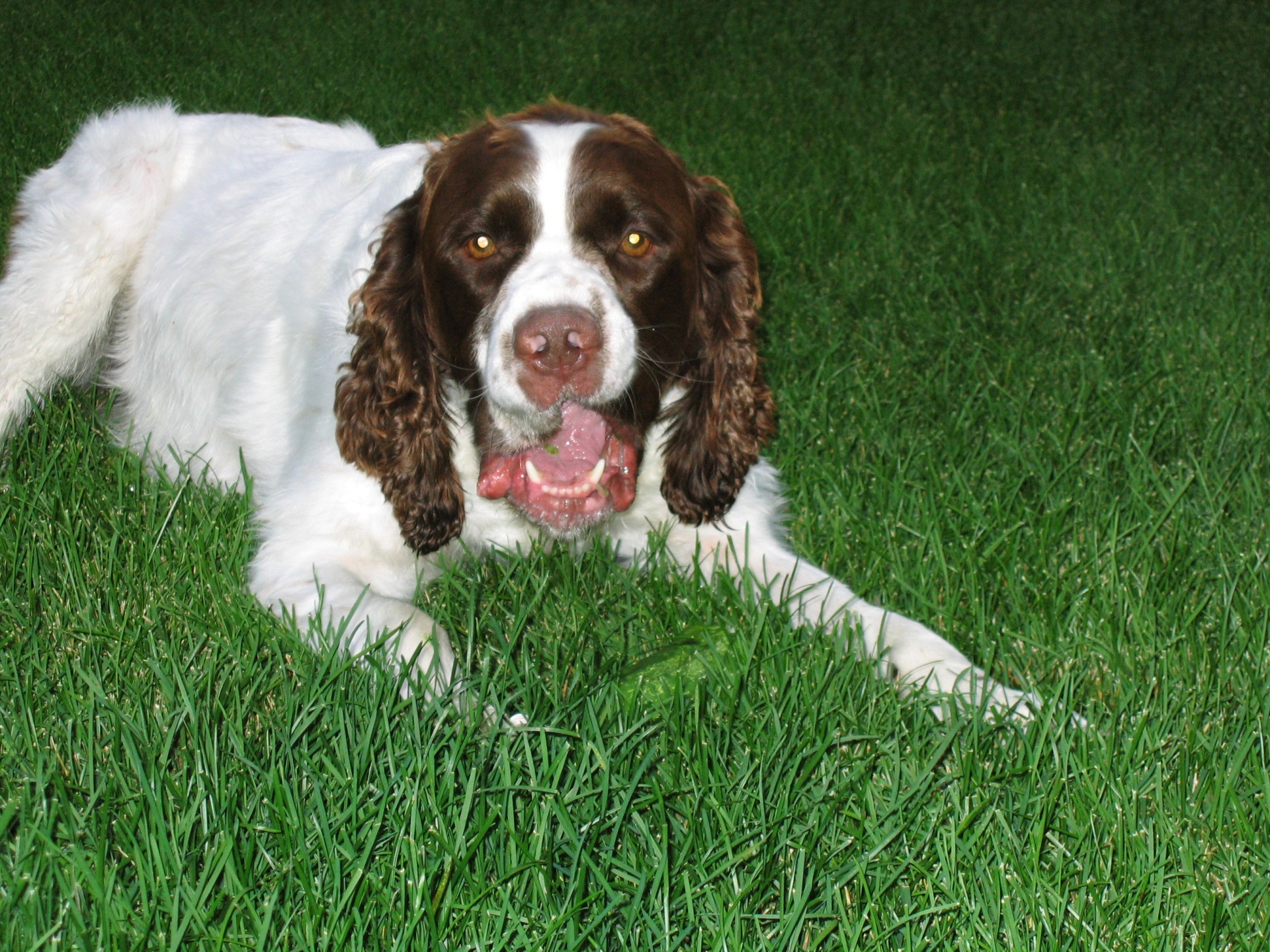 english springer spaniel free photo