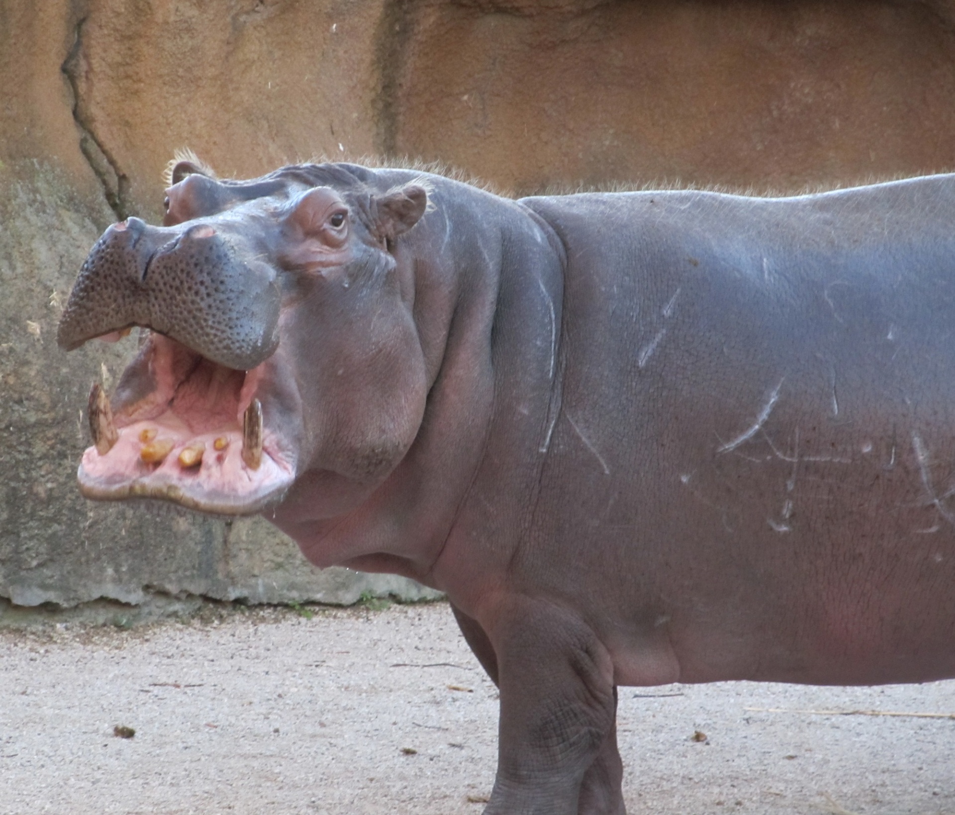 hippopotamus hippo portrait free photo
