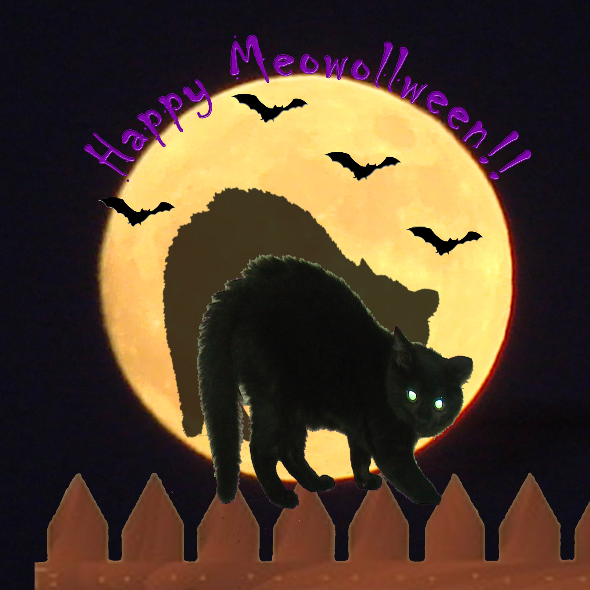 halloween cat bats free photo