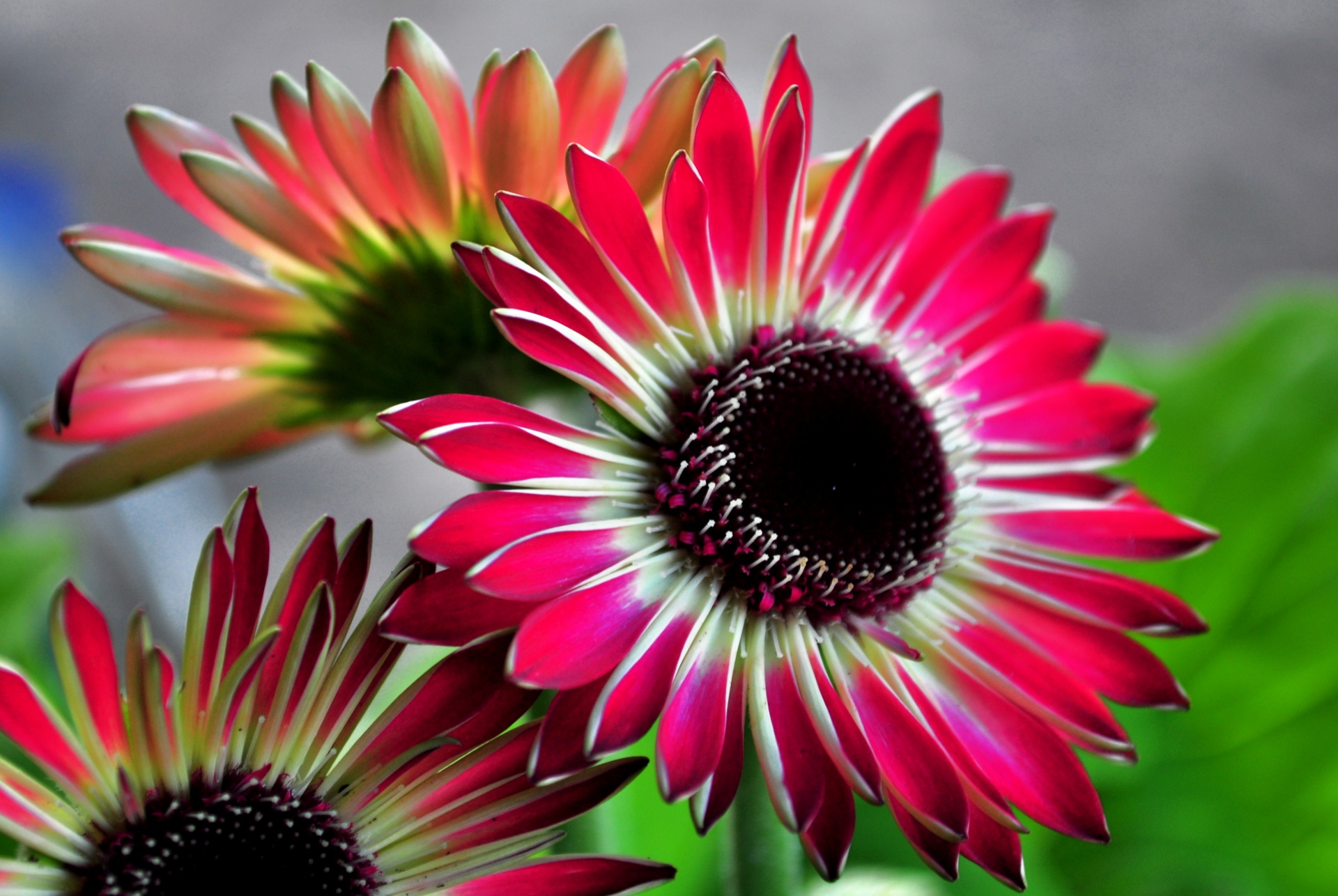 gerbera flower nature free photo