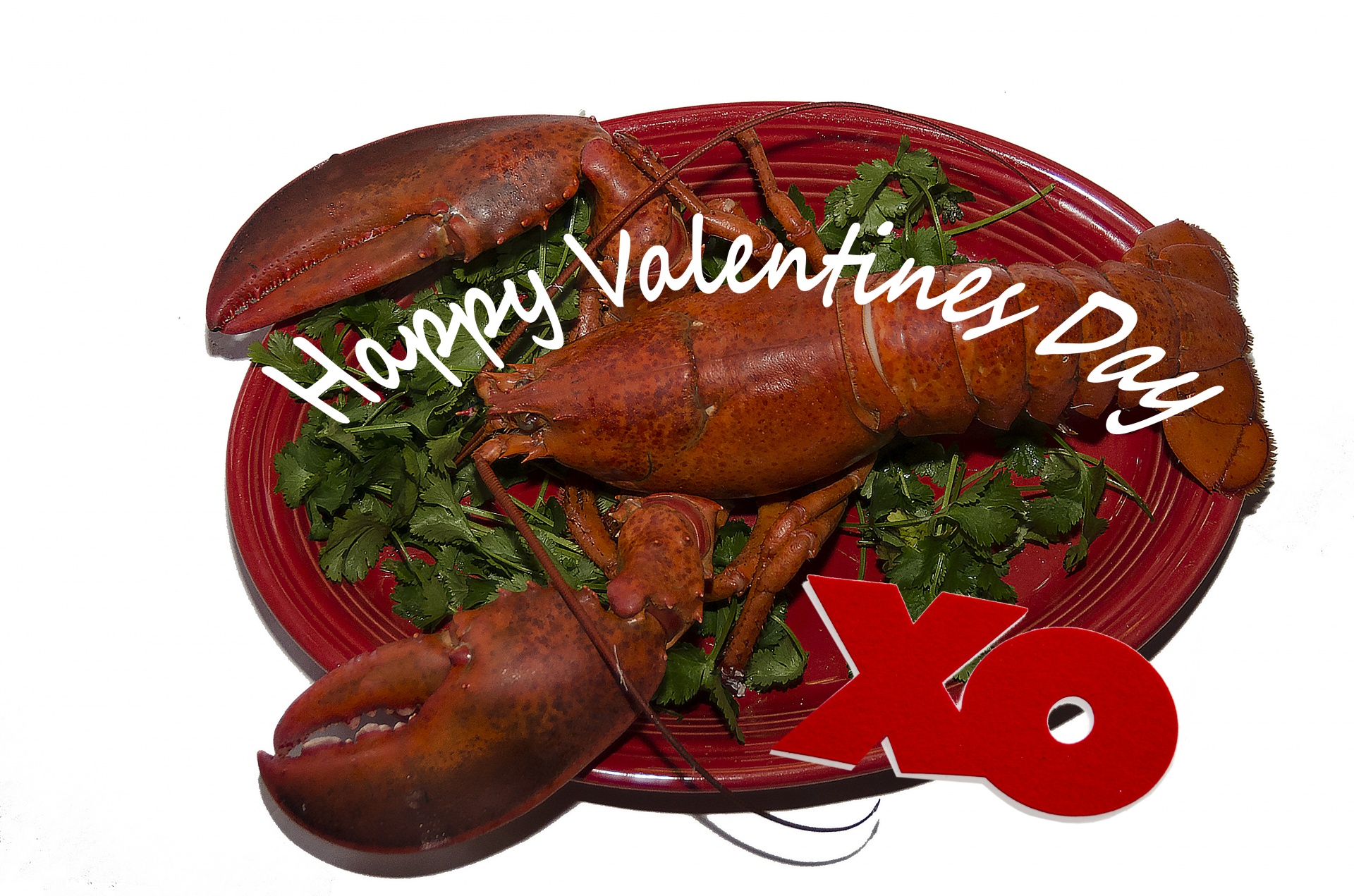 lobster crustacean valentines day free photo